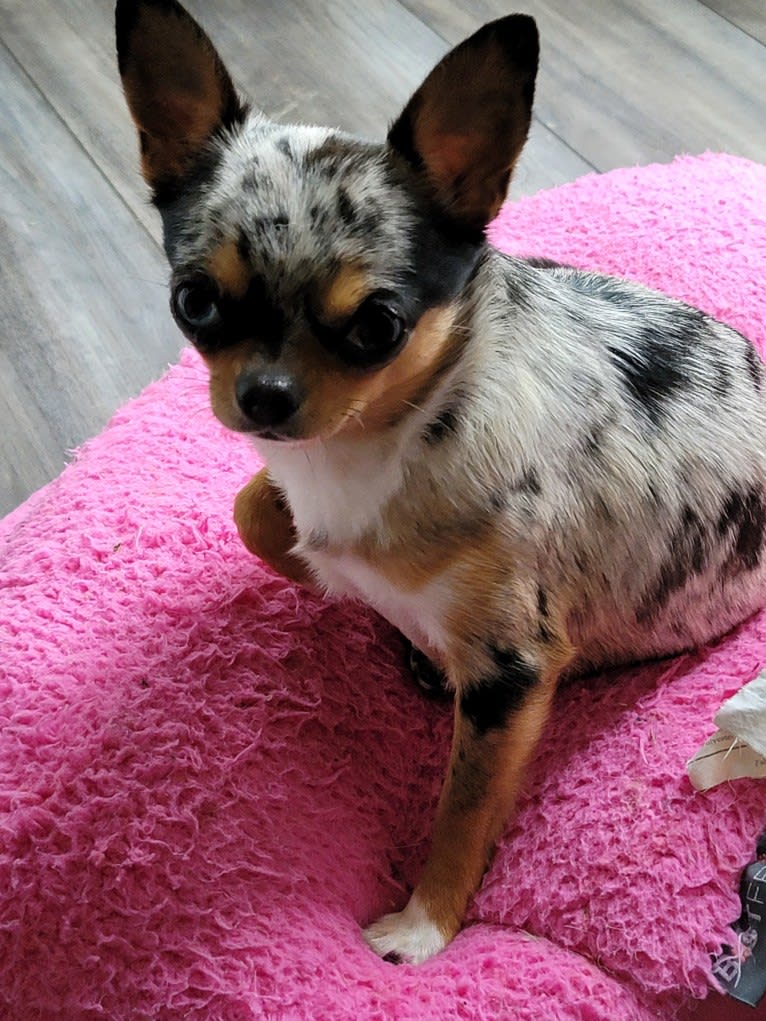 Sonja, a Chihuahua tested with EmbarkVet.com