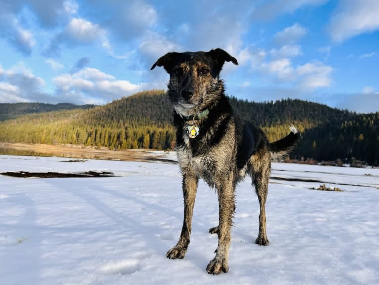 Mackay, a Border Collie and Australian Cattle Dog mix tested with EmbarkVet.com