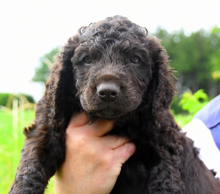 Marseille, an Irish Water Spaniel tested with EmbarkVet.com