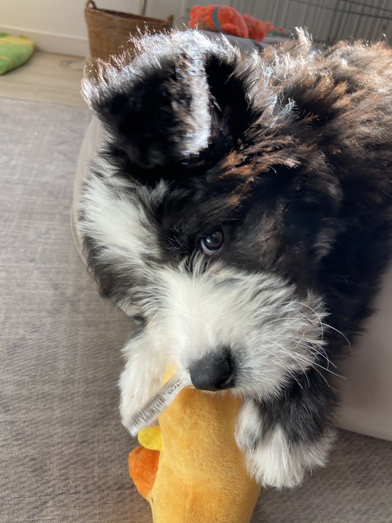 Lulu, a Saint Bernard and Old English Sheepdog mix tested with EmbarkVet.com