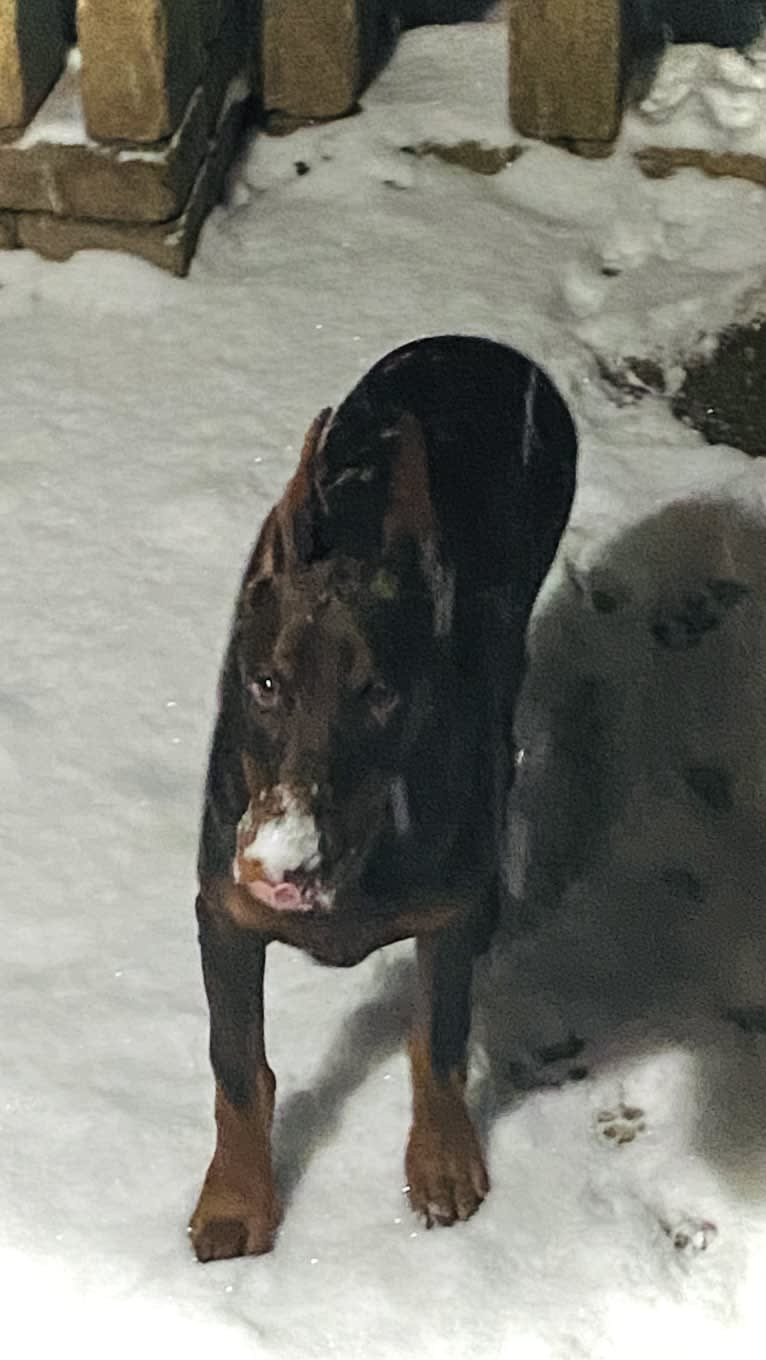 Han's Hatteras Sound, a Doberman Pinscher tested with EmbarkVet.com