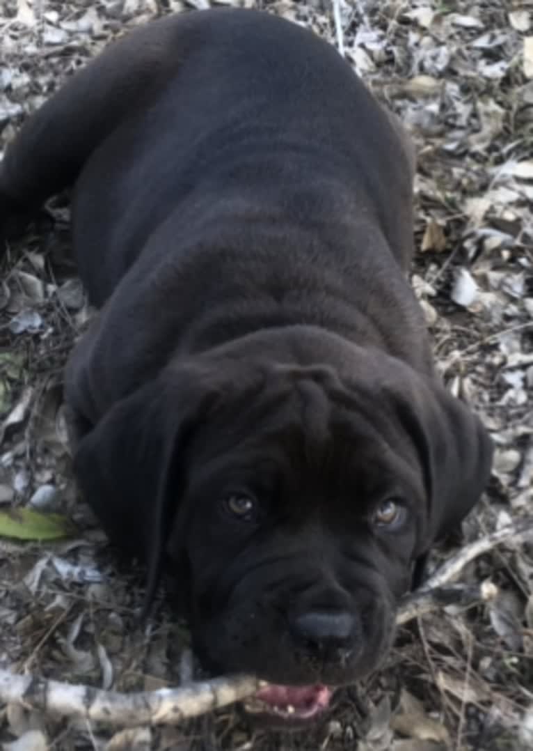 Cade, a Cane Corso tested with EmbarkVet.com