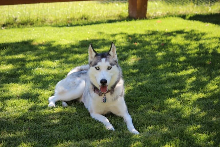 Tasha, a Siberian Husky tested with EmbarkVet.com
