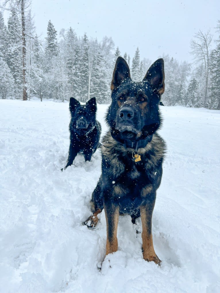 Booth vom Wahrsten, a German Shepherd Dog tested with EmbarkVet.com