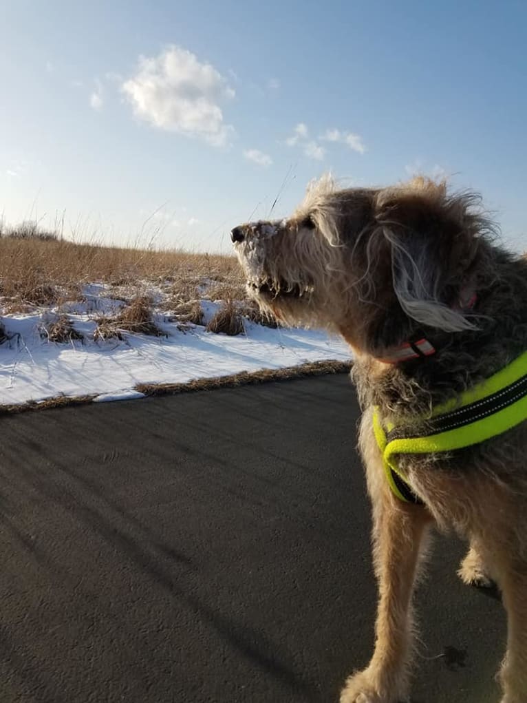 Sunny, an Airedale Terrier and Bluetick Coonhound mix tested with EmbarkVet.com