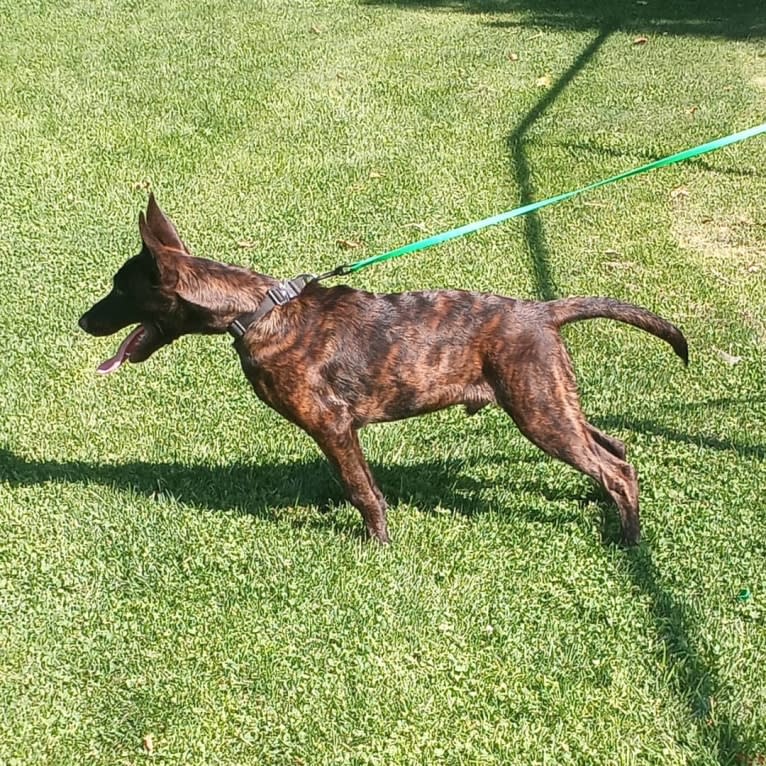 Static, a Dutch Shepherd tested with EmbarkVet.com