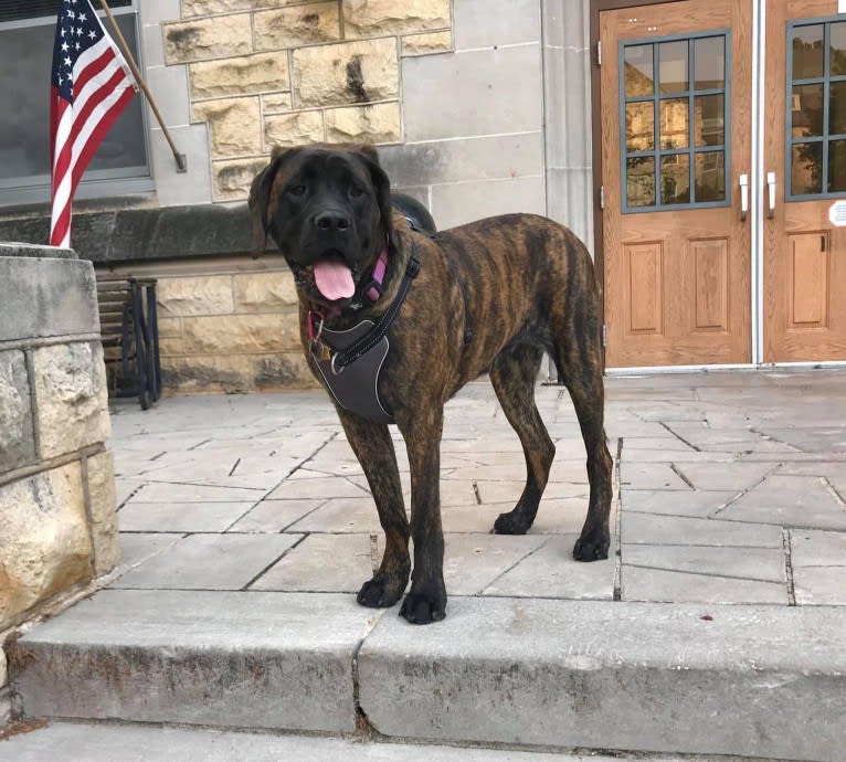 Calliope Jo Prudence Plein, a Mastiff tested with EmbarkVet.com