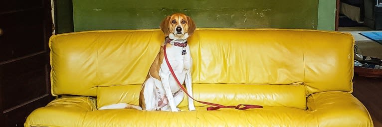 Mollie, a Treeing Walker Coonhound and Beagle mix tested with EmbarkVet.com