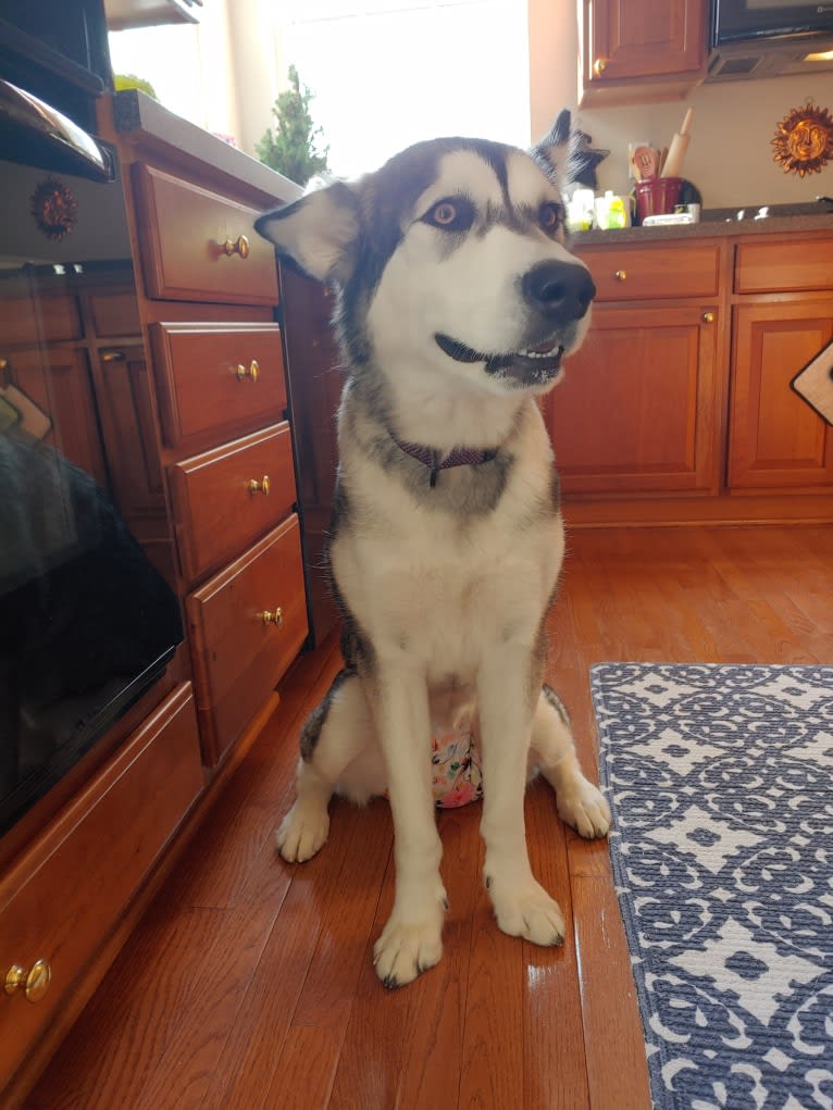 Kimber, an Alaskan Malamute tested with EmbarkVet.com