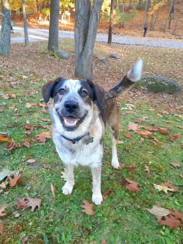 Nash, an Australian Shepherd and Labrador Retriever mix tested with EmbarkVet.com