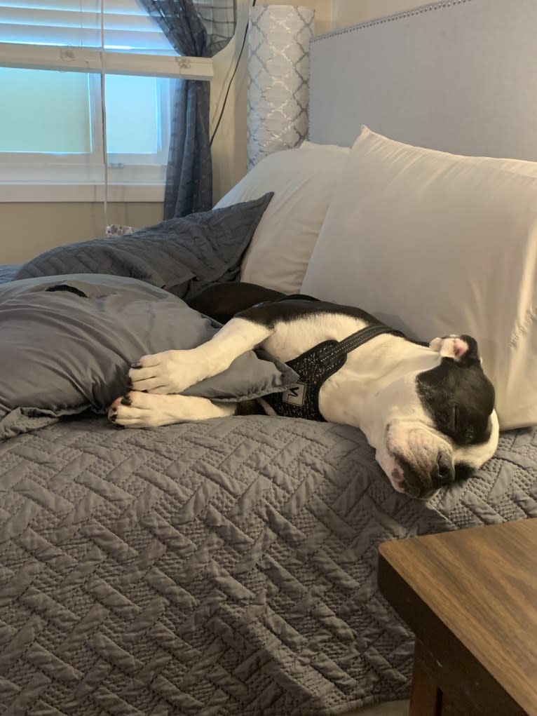 Meatball, an Olde English Bulldogge tested with EmbarkVet.com