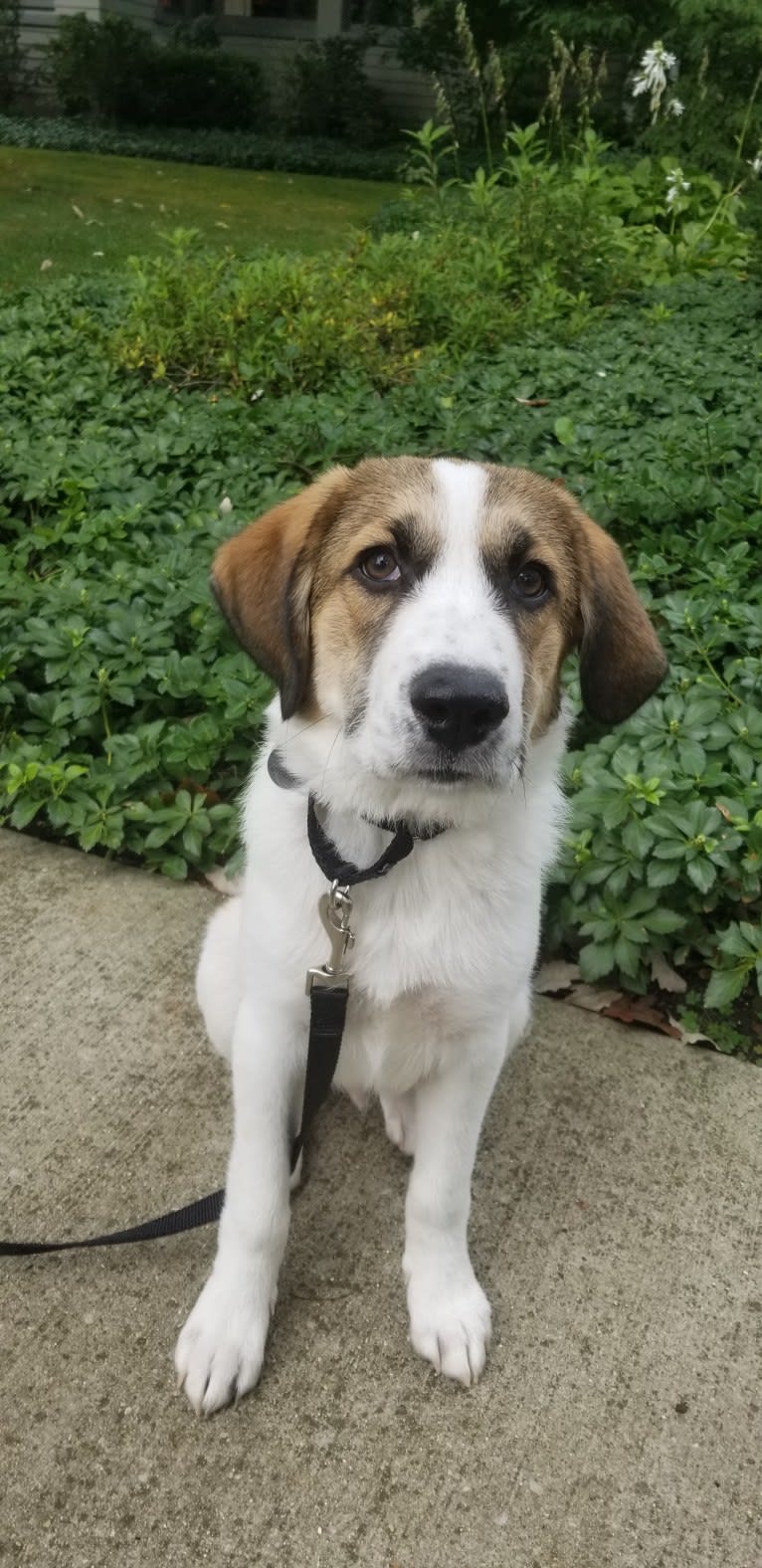 Walter, a Great Pyrenees and Mountain Cur mix tested with EmbarkVet.com