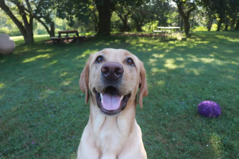 Ziggy, a Labrador Retriever tested with EmbarkVet.com