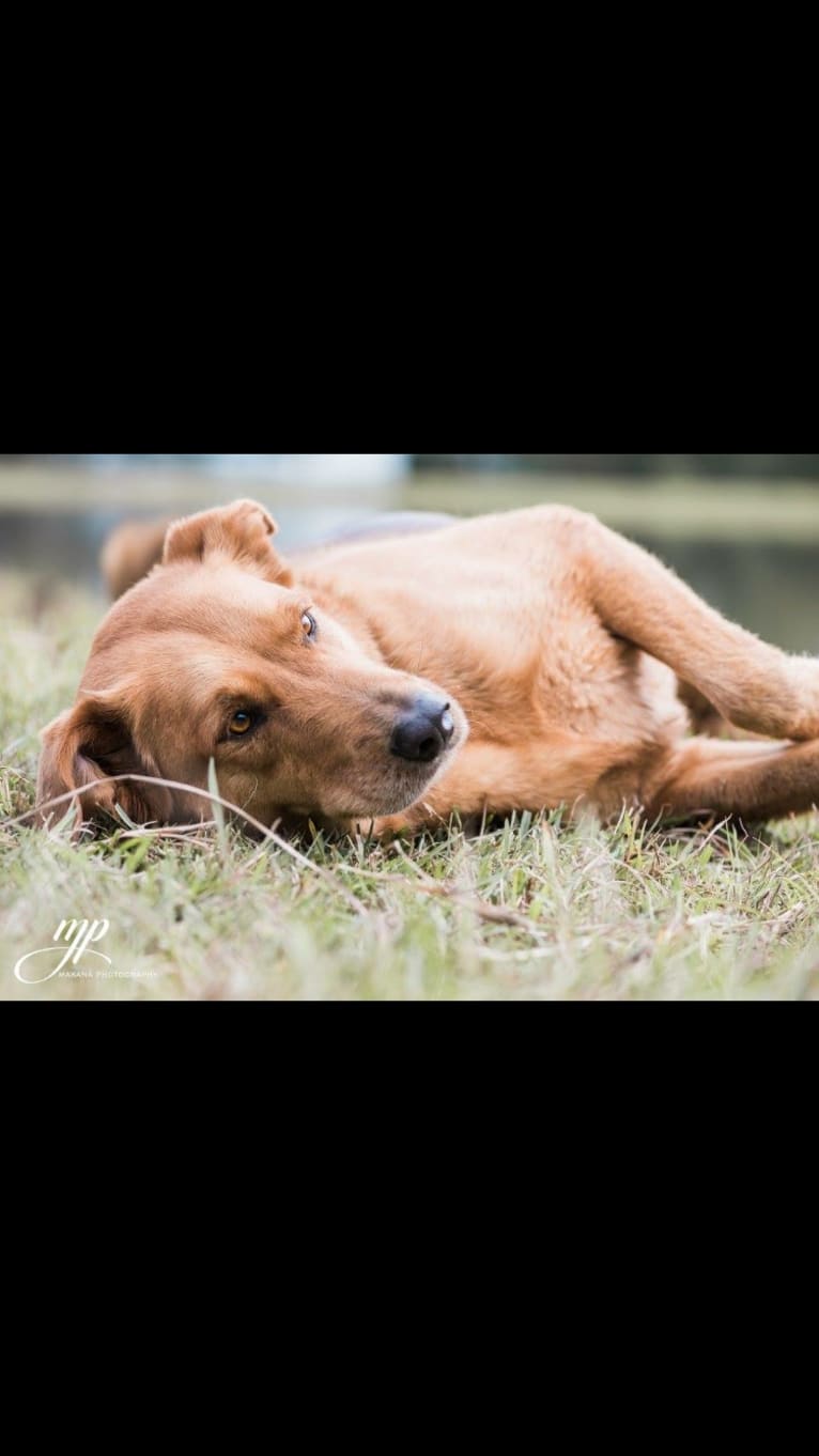 Rambo, a Labrador Retriever and Golden Retriever mix tested with EmbarkVet.com