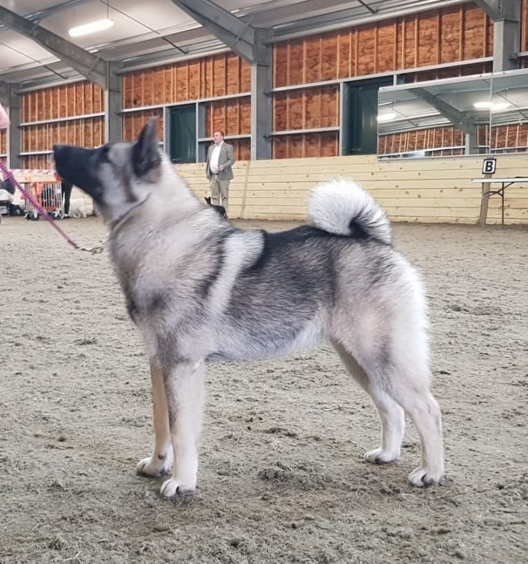 ALYS, a Norwegian Elkhound tested with EmbarkVet.com