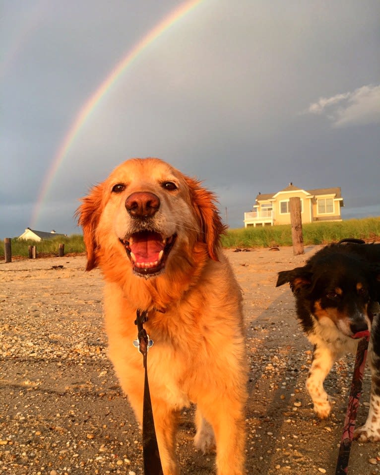 Jake, a Golden Retriever and Cocker Spaniel mix tested with EmbarkVet.com