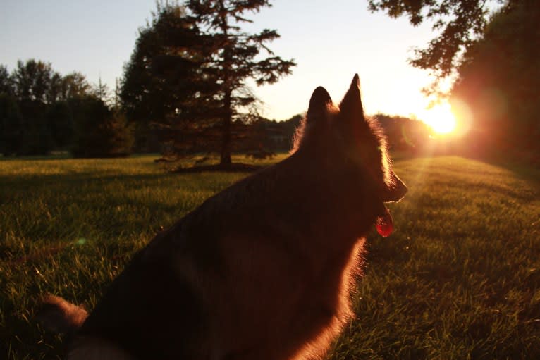 Maya, a German Shepherd Dog tested with EmbarkVet.com