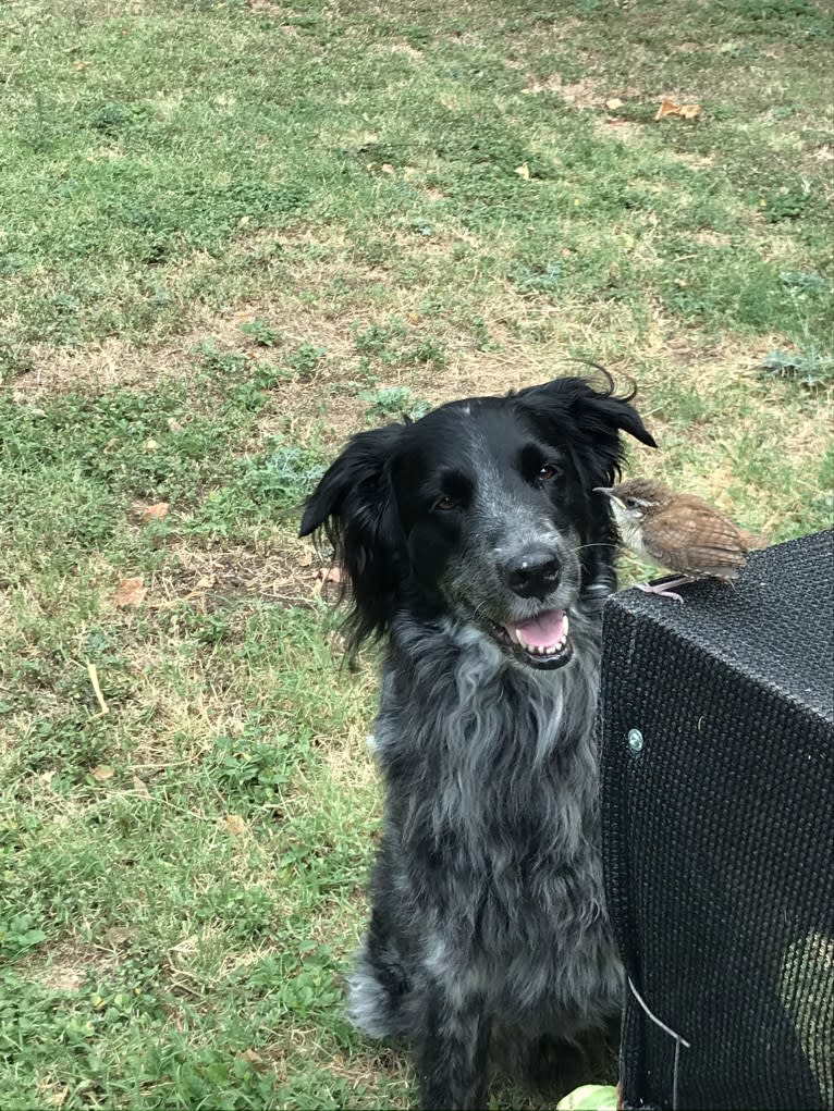 Fred, a Golden Retriever and Great Pyrenees mix tested with EmbarkVet.com