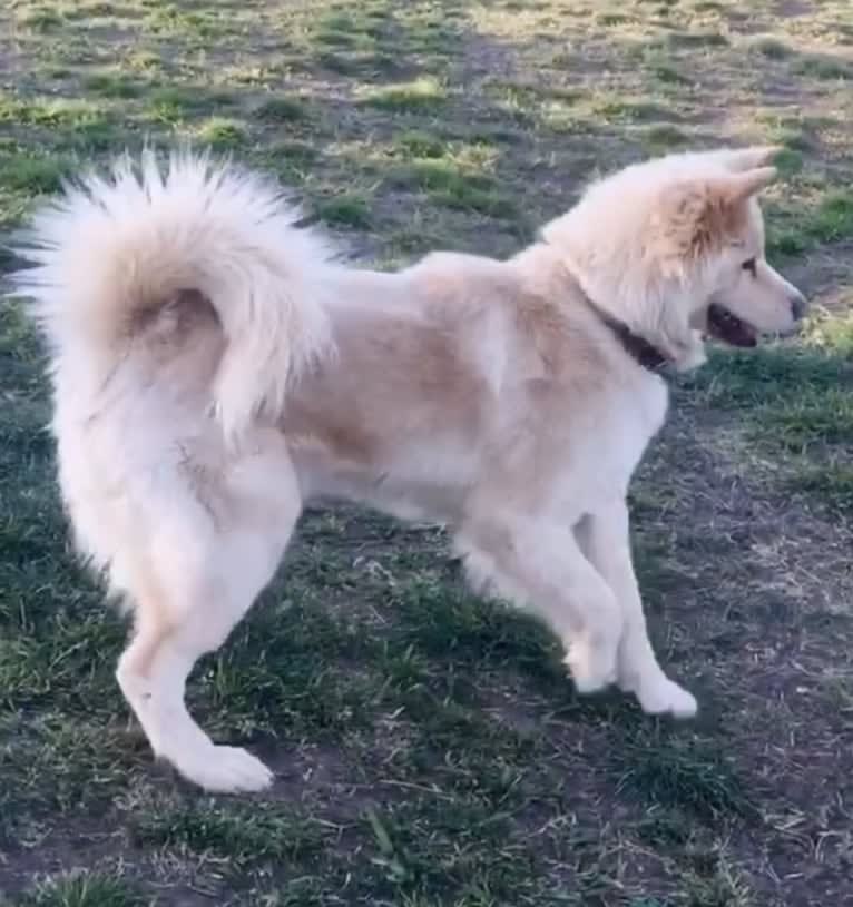 Sweet Pea, an Akita and American Bully mix tested with EmbarkVet.com