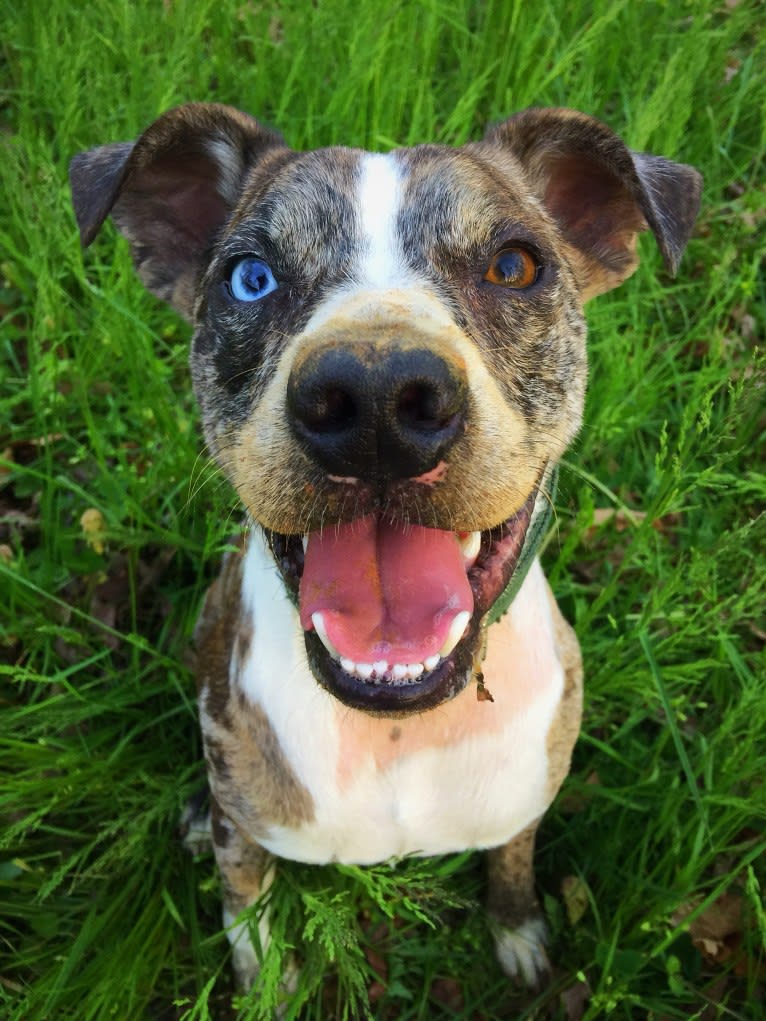 Hammer, a Boston Terrier and Australian Cattle Dog mix tested with EmbarkVet.com