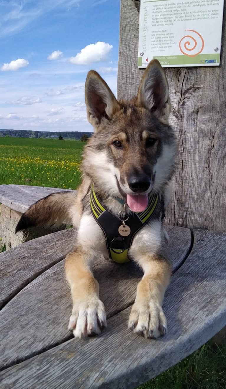 "Yakari"  Lone Tamaskan Arkham Bruce Wayne, a Siberian Husky and Alaskan Malamute mix tested with EmbarkVet.com