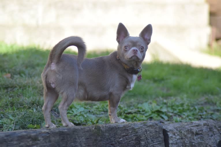 Guinevere, a Chihuahua tested with EmbarkVet.com