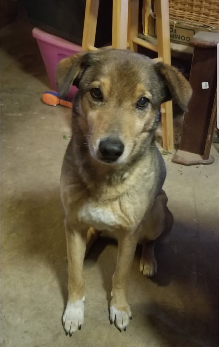 Bo, an Australian Cattle Dog and Border Collie mix tested with EmbarkVet.com