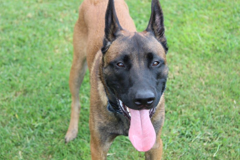 Kylar (PsychoKiller d'Hélitesport), a Belgian Shepherd tested with EmbarkVet.com