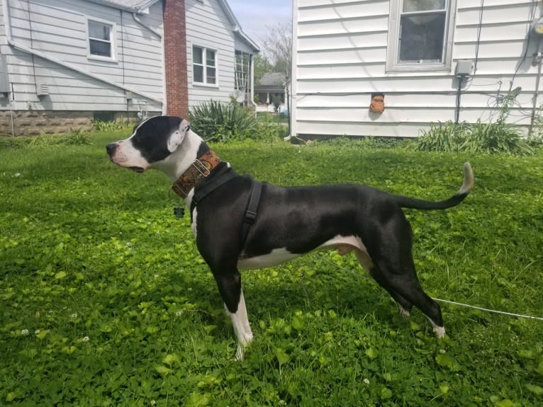 GANT'S OG RUDEBOY "ROCKY", an American Pit Bull Terrier and American Staffordshire Terrier mix tested with EmbarkVet.com