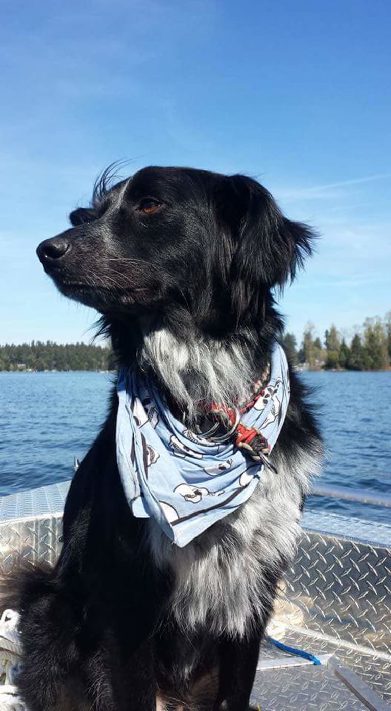 Jack, a Border Collie and American Pit Bull Terrier mix tested with EmbarkVet.com