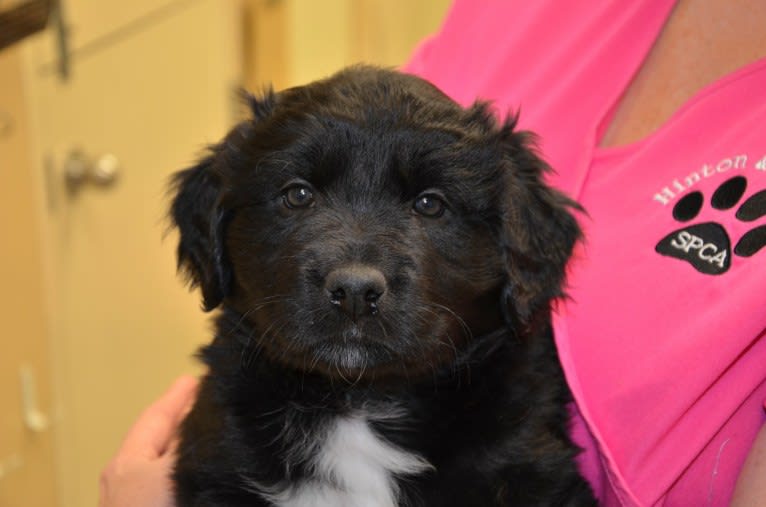 Aloe Vera, a Rottweiler and Border Collie mix tested with EmbarkVet.com