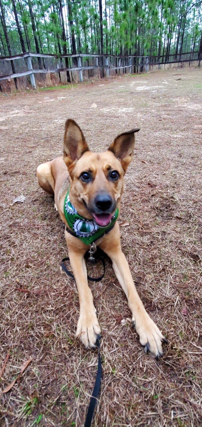 Max, a German Shepherd Dog and Rat Terrier mix tested with EmbarkVet.com