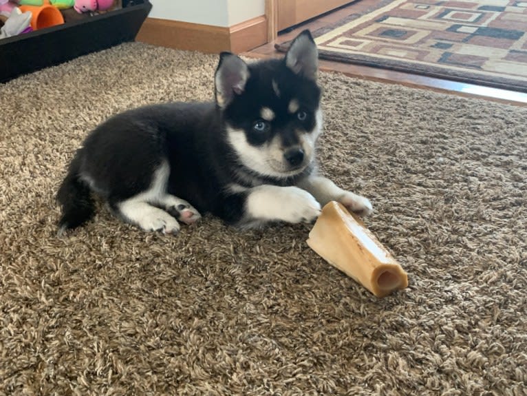 Skye, a Pomsky tested with EmbarkVet.com