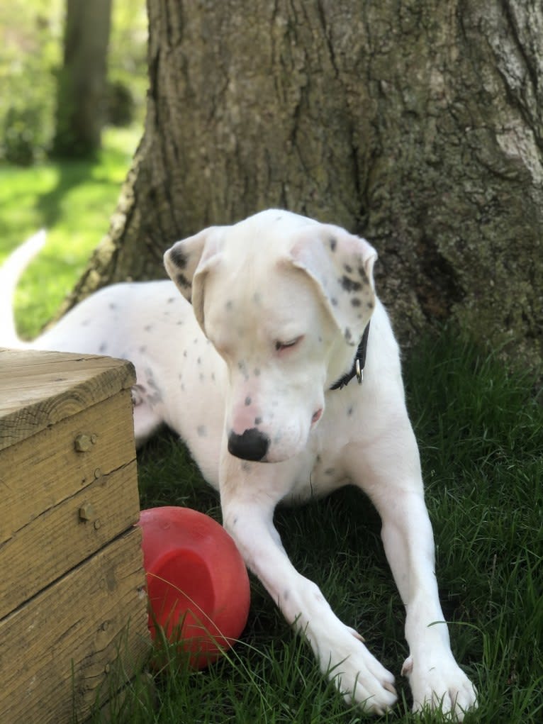 Dylan, an American Bully and Great Pyrenees mix tested with EmbarkVet.com