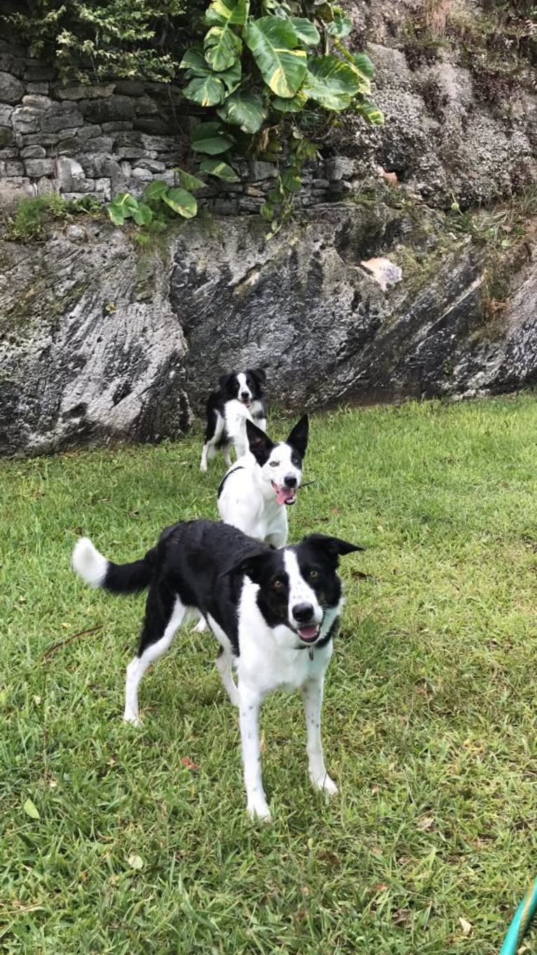 Gypsy, a Border Collie tested with EmbarkVet.com