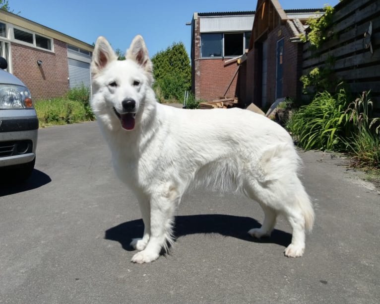 Hydra, a White Shepherd tested with EmbarkVet.com