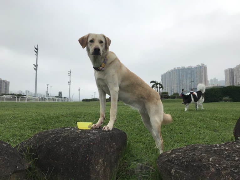 Tasha, an East Asian Village Dog and Golden Retriever mix tested with EmbarkVet.com