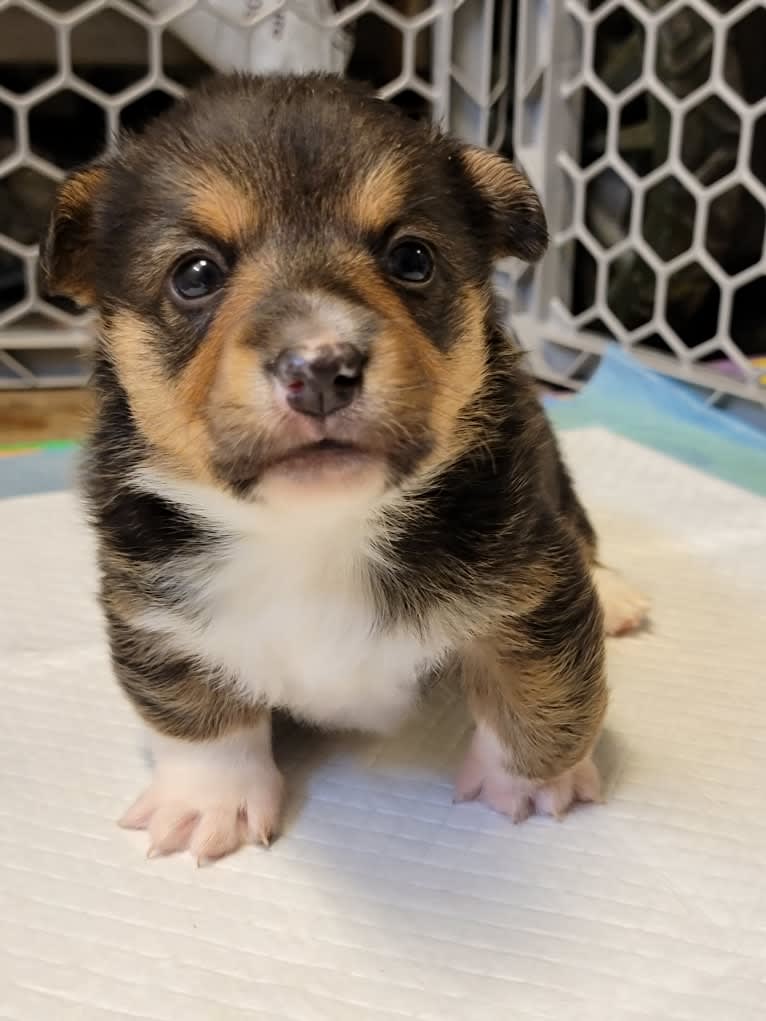 Angela, a Pembroke Welsh Corgi tested with EmbarkVet.com