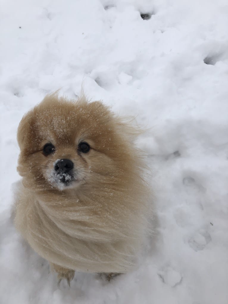 Grizzle, a Pomeranian tested with EmbarkVet.com