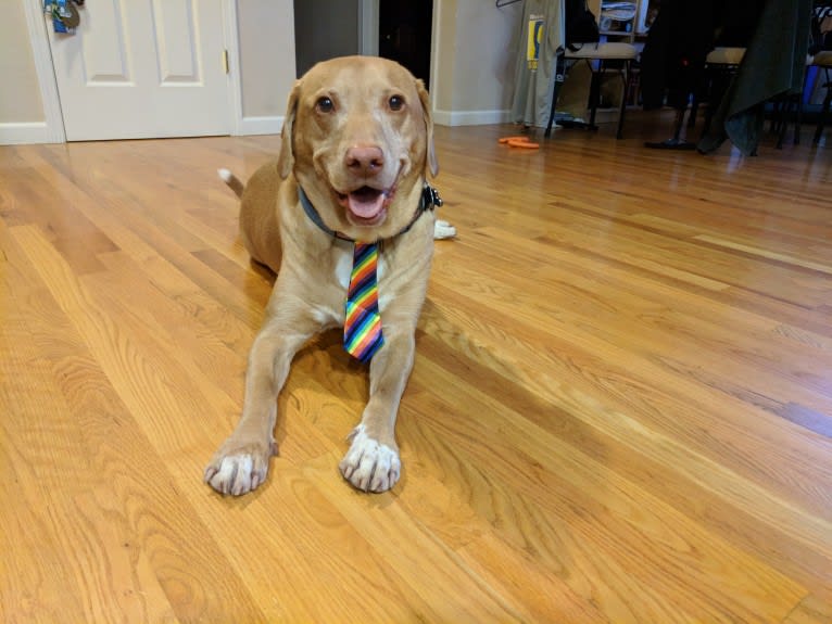 Zeke, a Labrador Retriever and Beagle mix tested with EmbarkVet.com