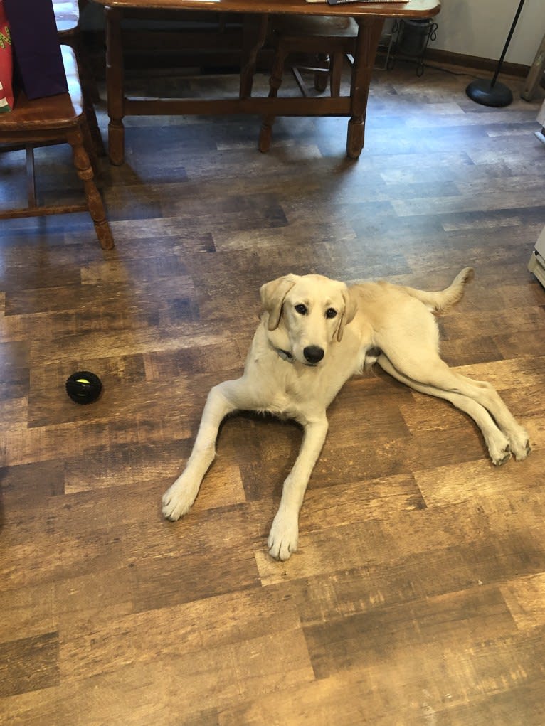 Winston, a Labradoodle tested with EmbarkVet.com