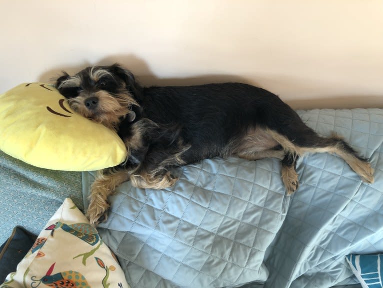 Zoey Zozo, a Miniature Schnauzer and Cocker Spaniel mix tested with EmbarkVet.com