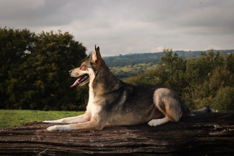 Koda, a German Shepherd Dog and Siberian Husky mix tested with EmbarkVet.com