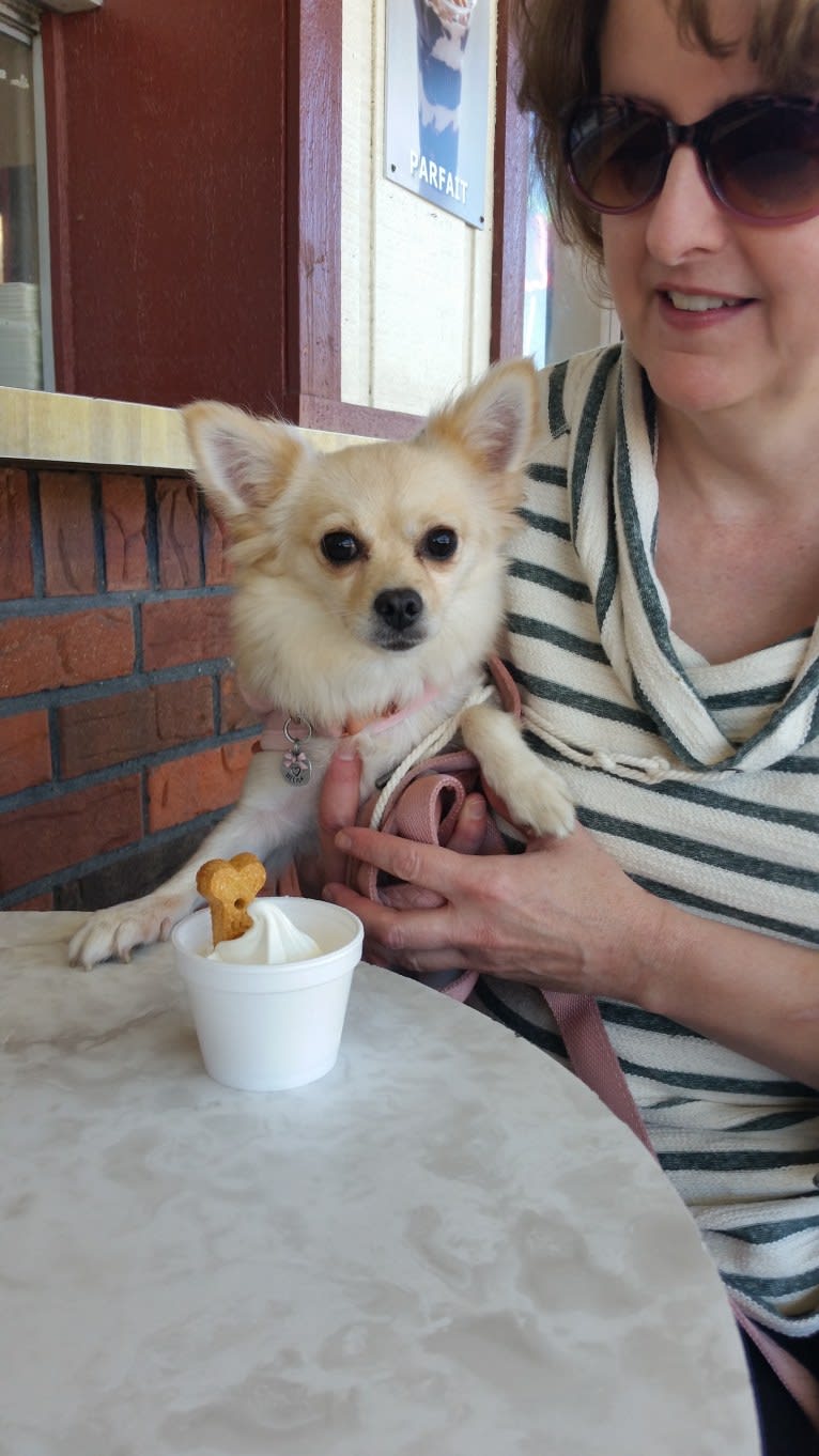 Mina, a Chihuahua and Pomeranian mix tested with EmbarkVet.com