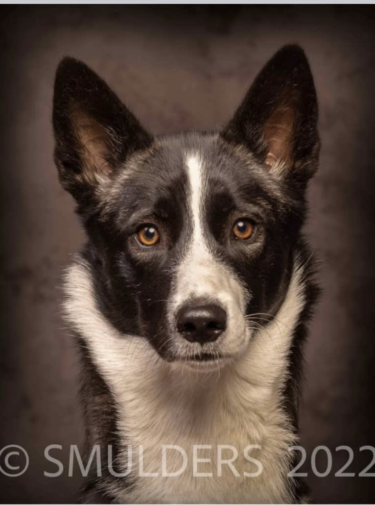 Koko, an Alaskan-type Husky and Border Collie mix tested with EmbarkVet.com