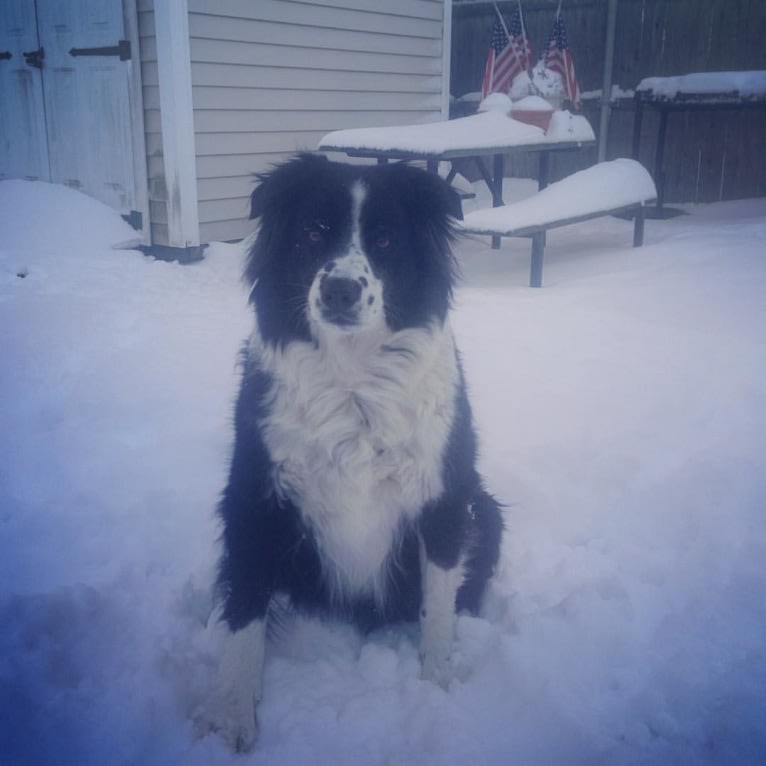 Apollo, a Border Collie and Australian Shepherd mix tested with EmbarkVet.com