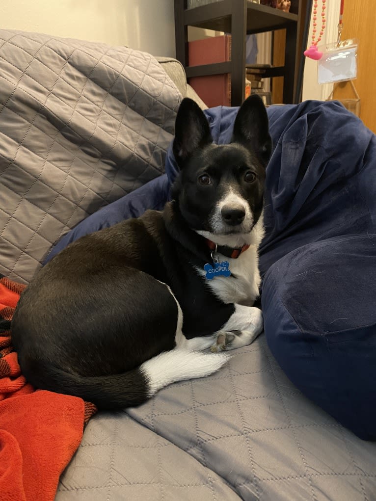 Cooper, a Pembroke Welsh Corgi and Russell-type Terrier mix tested with EmbarkVet.com