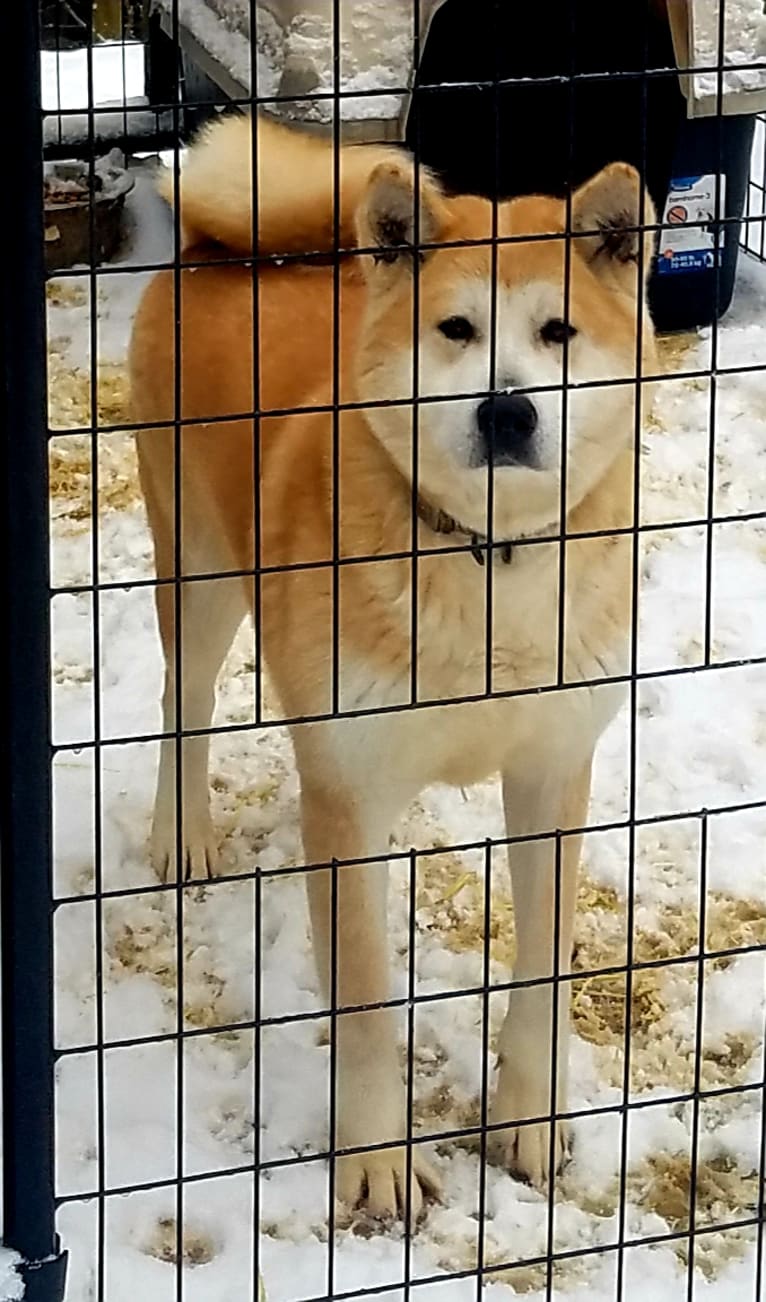 Panda, an Akita tested with EmbarkVet.com