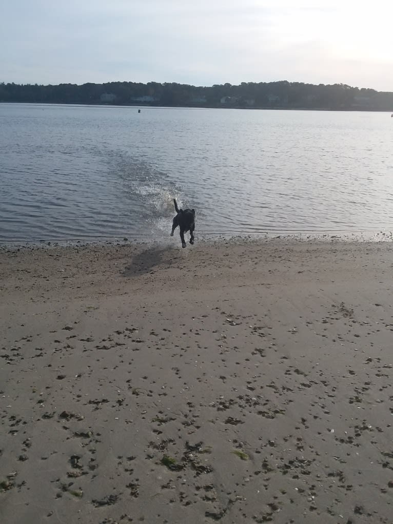 Pogie, an American Pit Bull Terrier and German Shepherd Dog mix tested with EmbarkVet.com