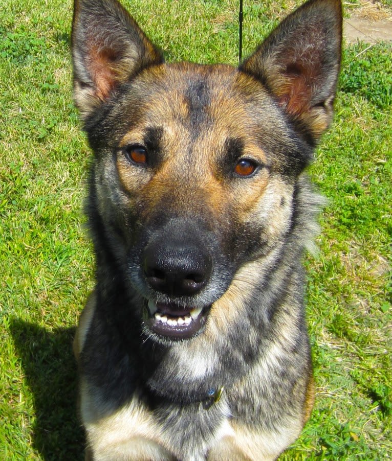 Halo, a Belgian Malinois and Siberian Husky mix tested with EmbarkVet.com